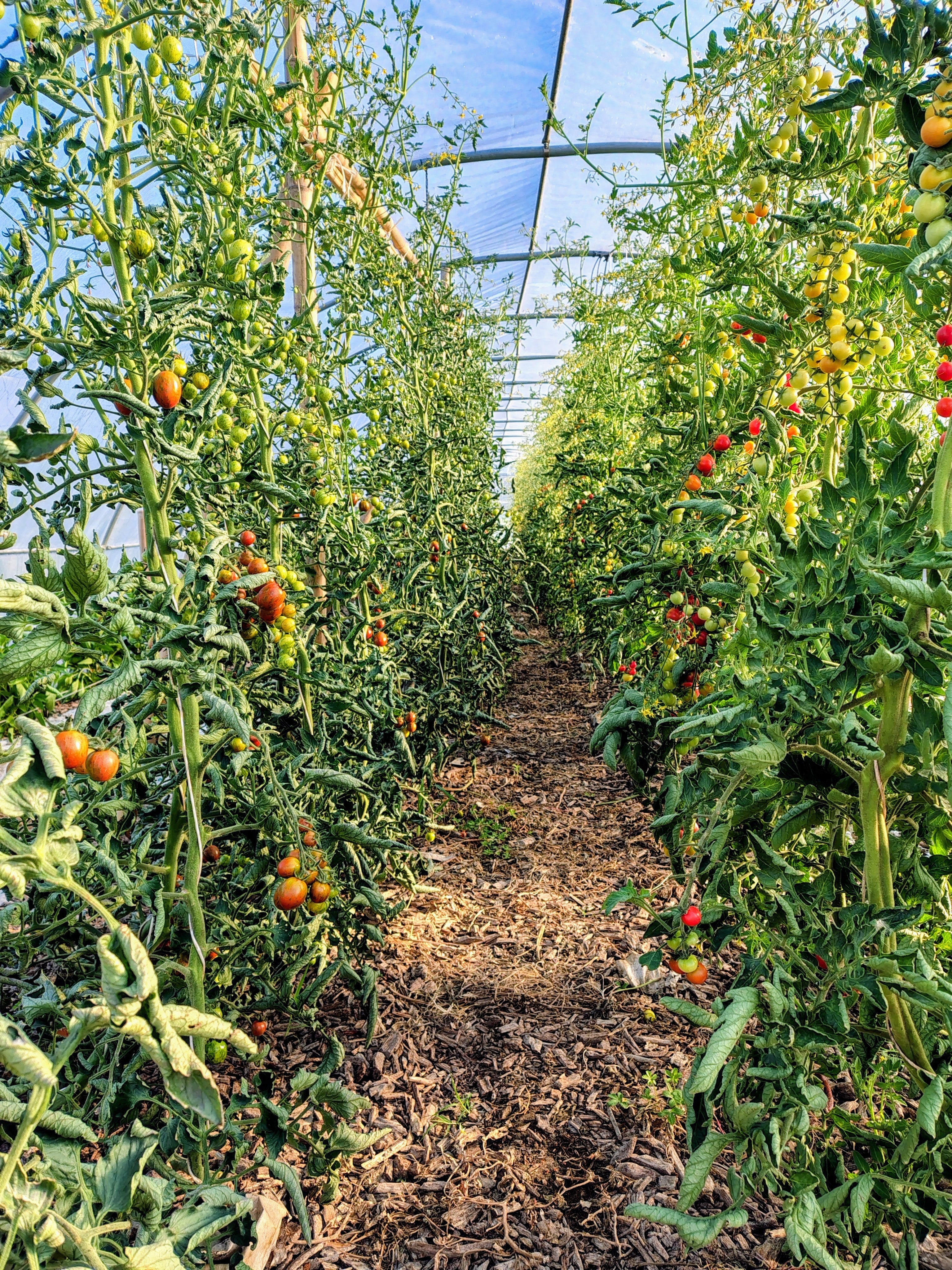 Corso orto: dal seme alla raccolta