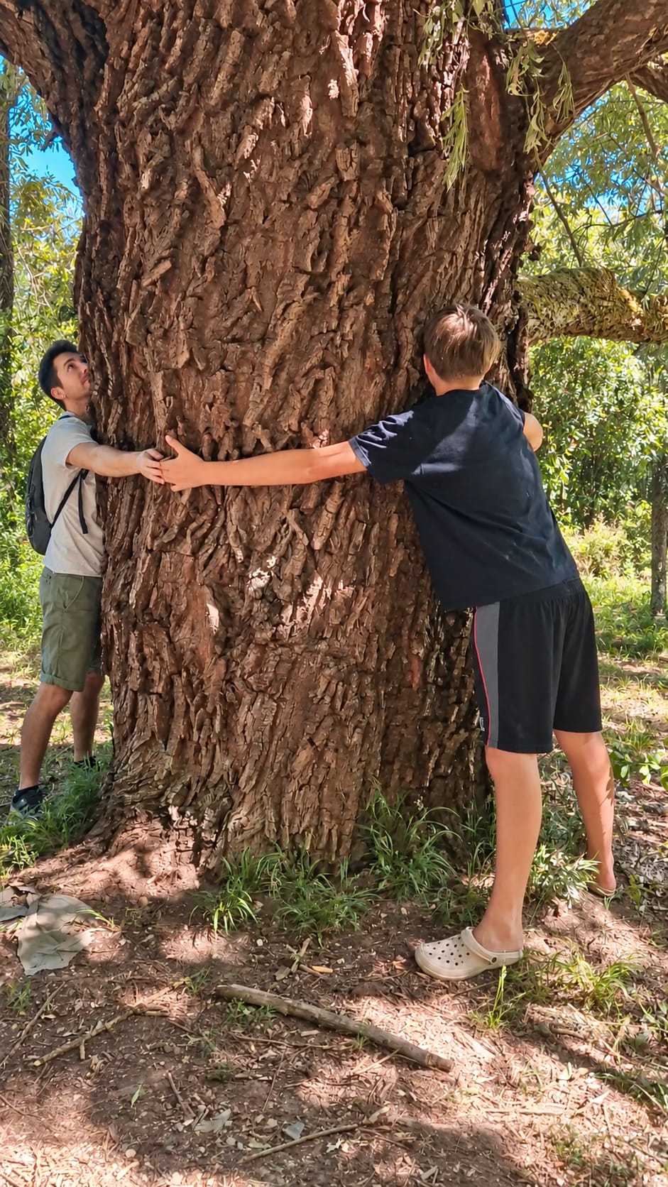 Il Cammino degli Alberi