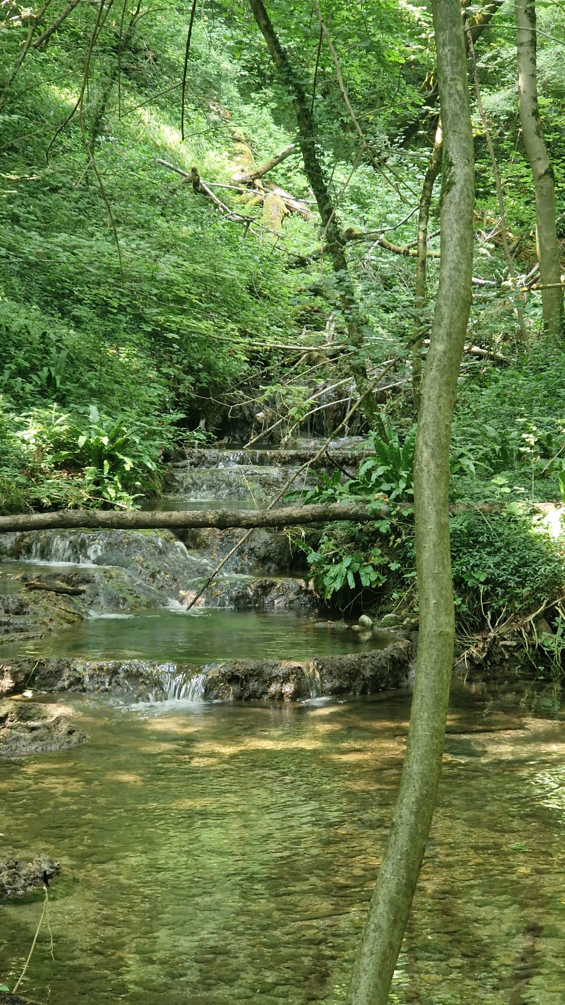 Il Cammino degli Alberi
