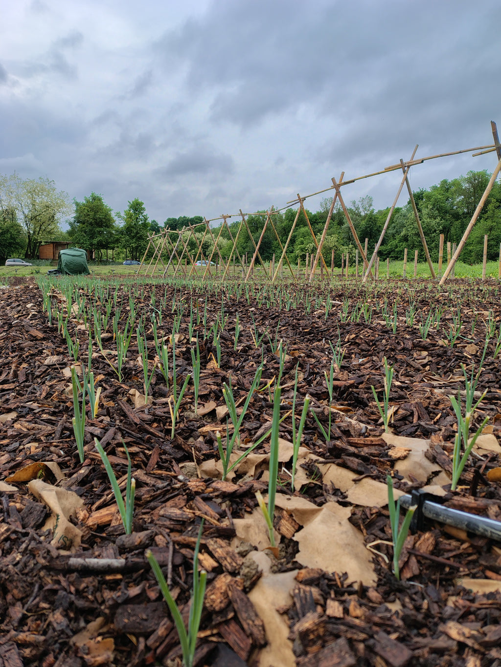Corso orto: dal seme alla raccolta