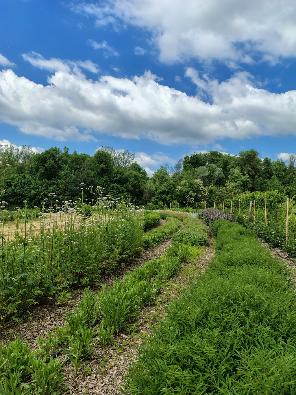 Corso base: erbe aromatiche e officinali