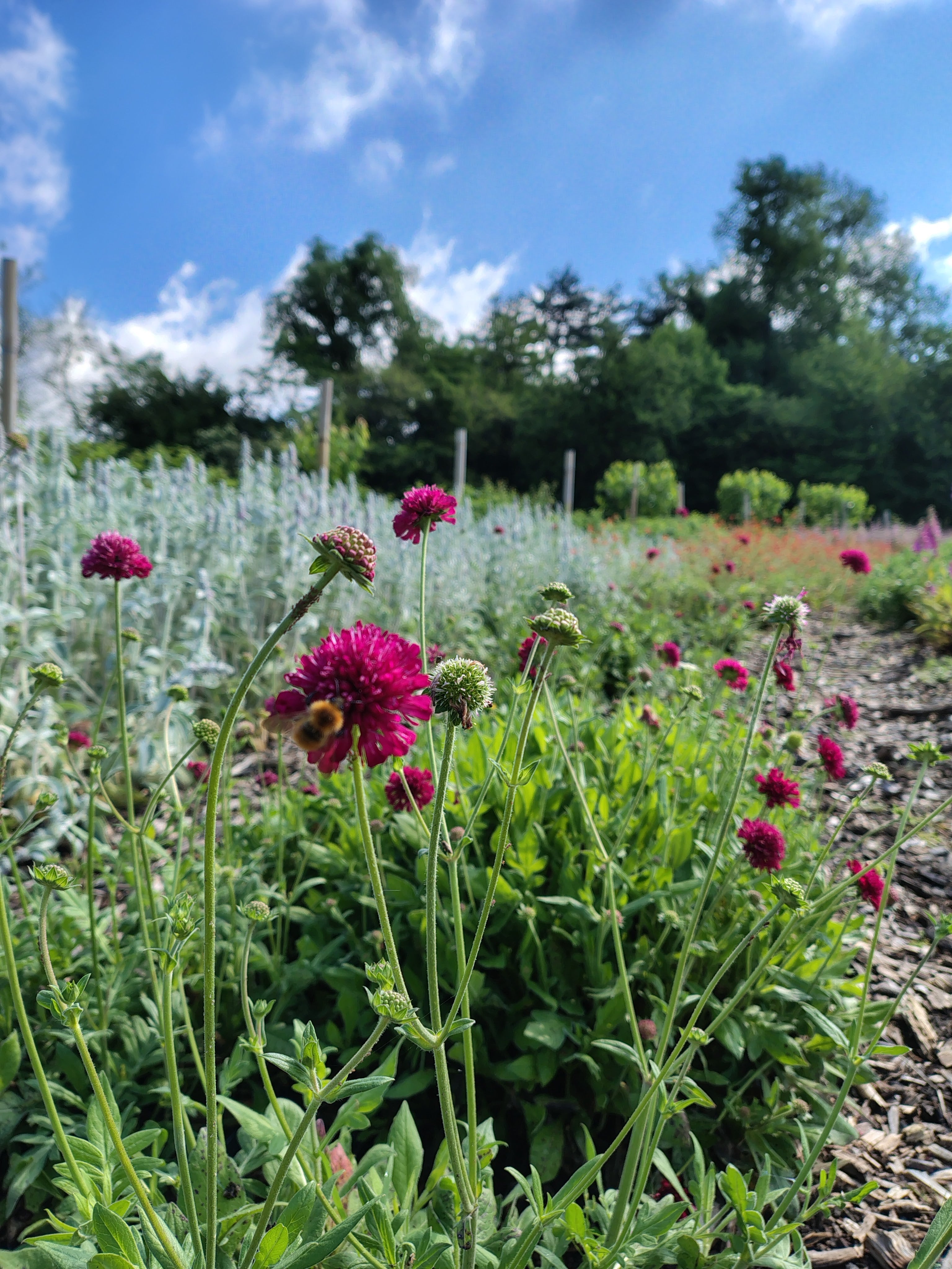 Corso base: erbe aromatiche e officinali