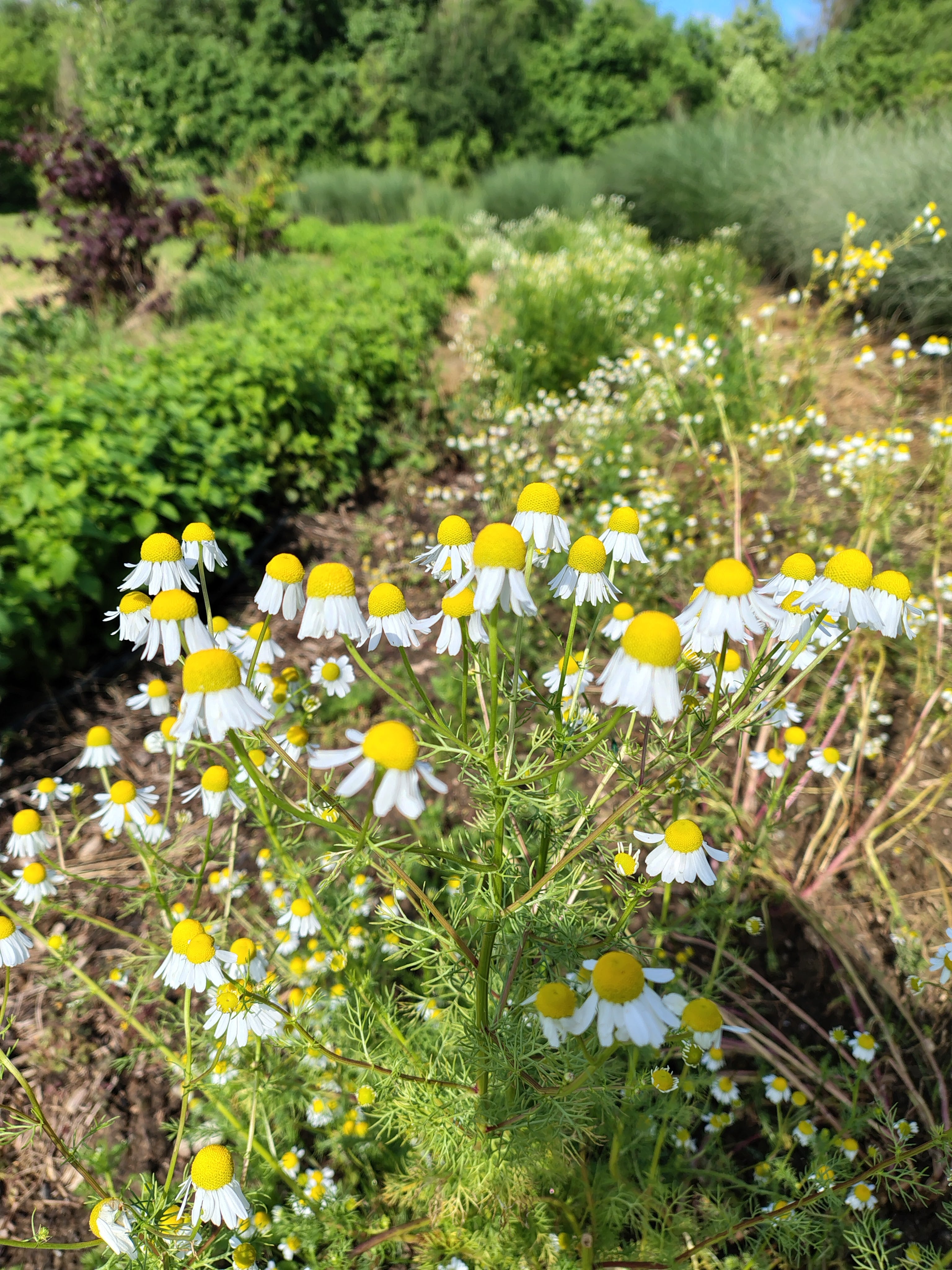 Corso base: erbe aromatiche e officinali