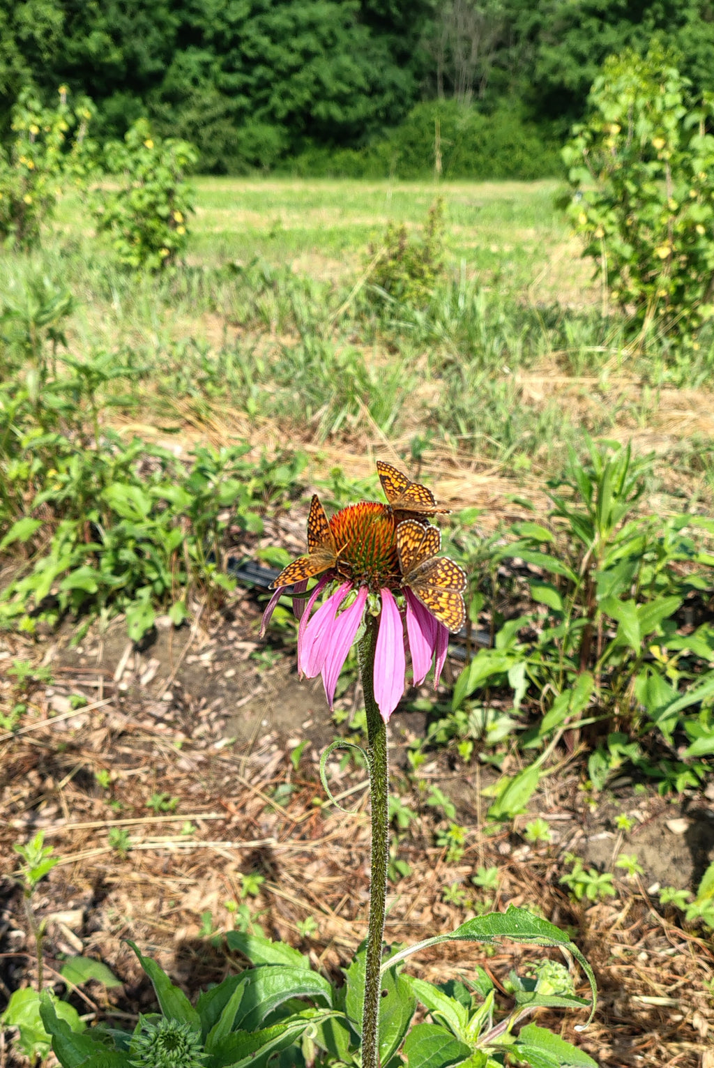 Corso base: erbe aromatiche e officinali