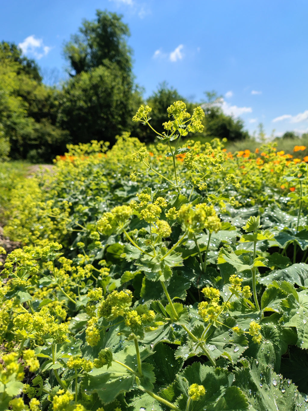 Corso base: erbe aromatiche e officinali