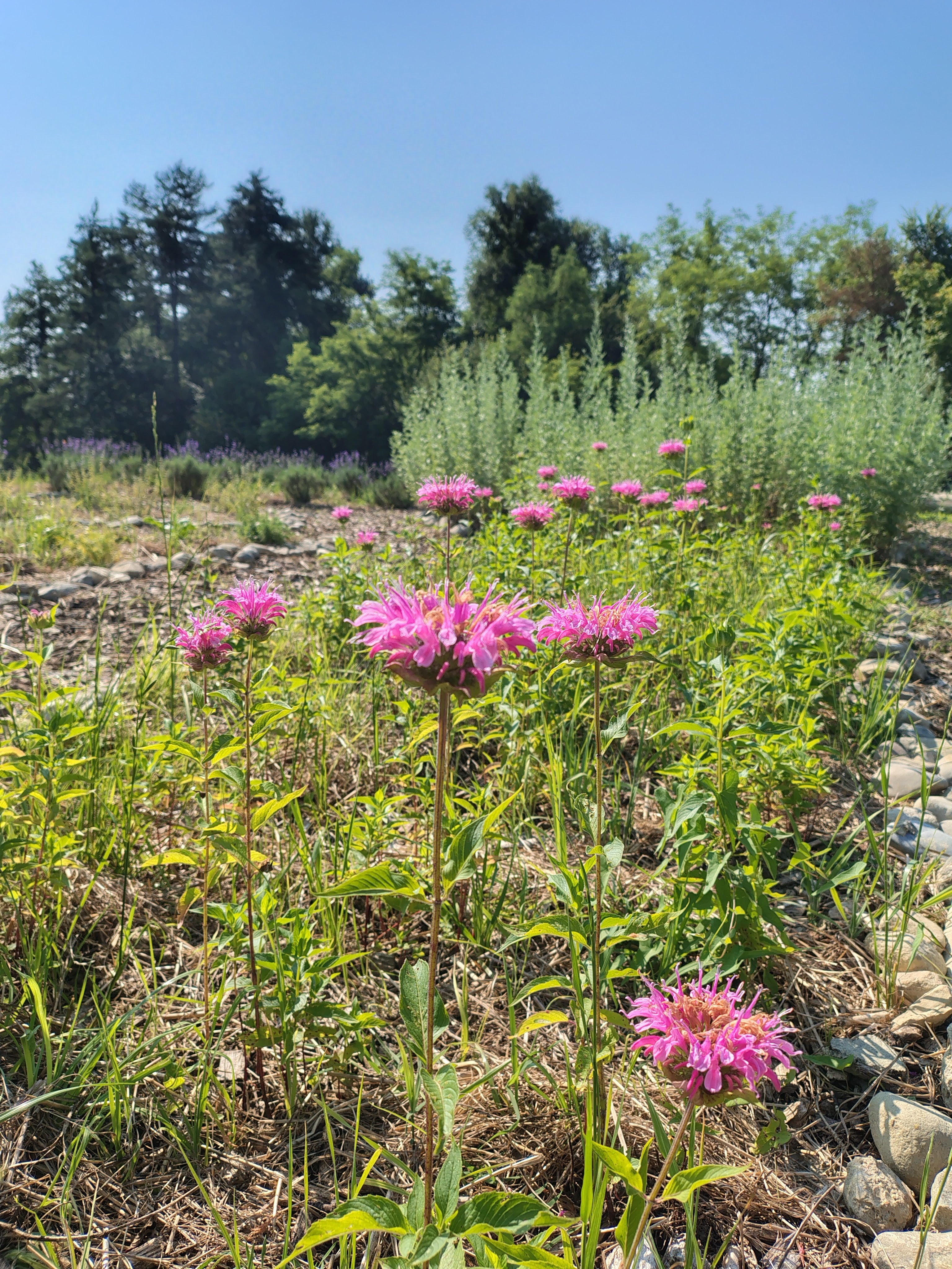 Corso base: erbe aromatiche e officinali