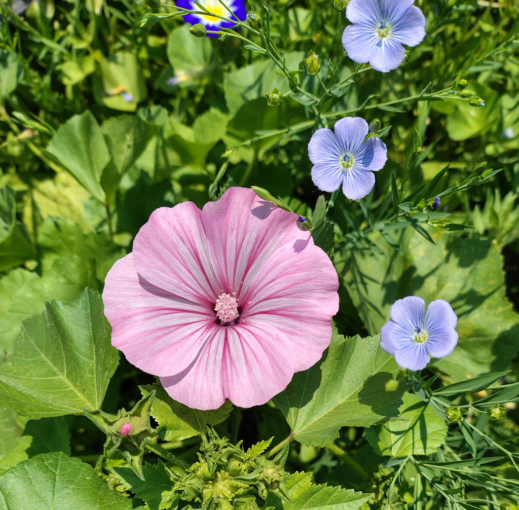 Corso base: erbe aromatiche e officinali