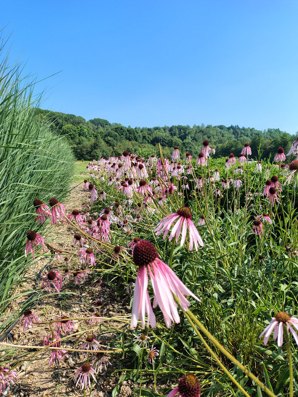 Corso base: erbe aromatiche e officinali
