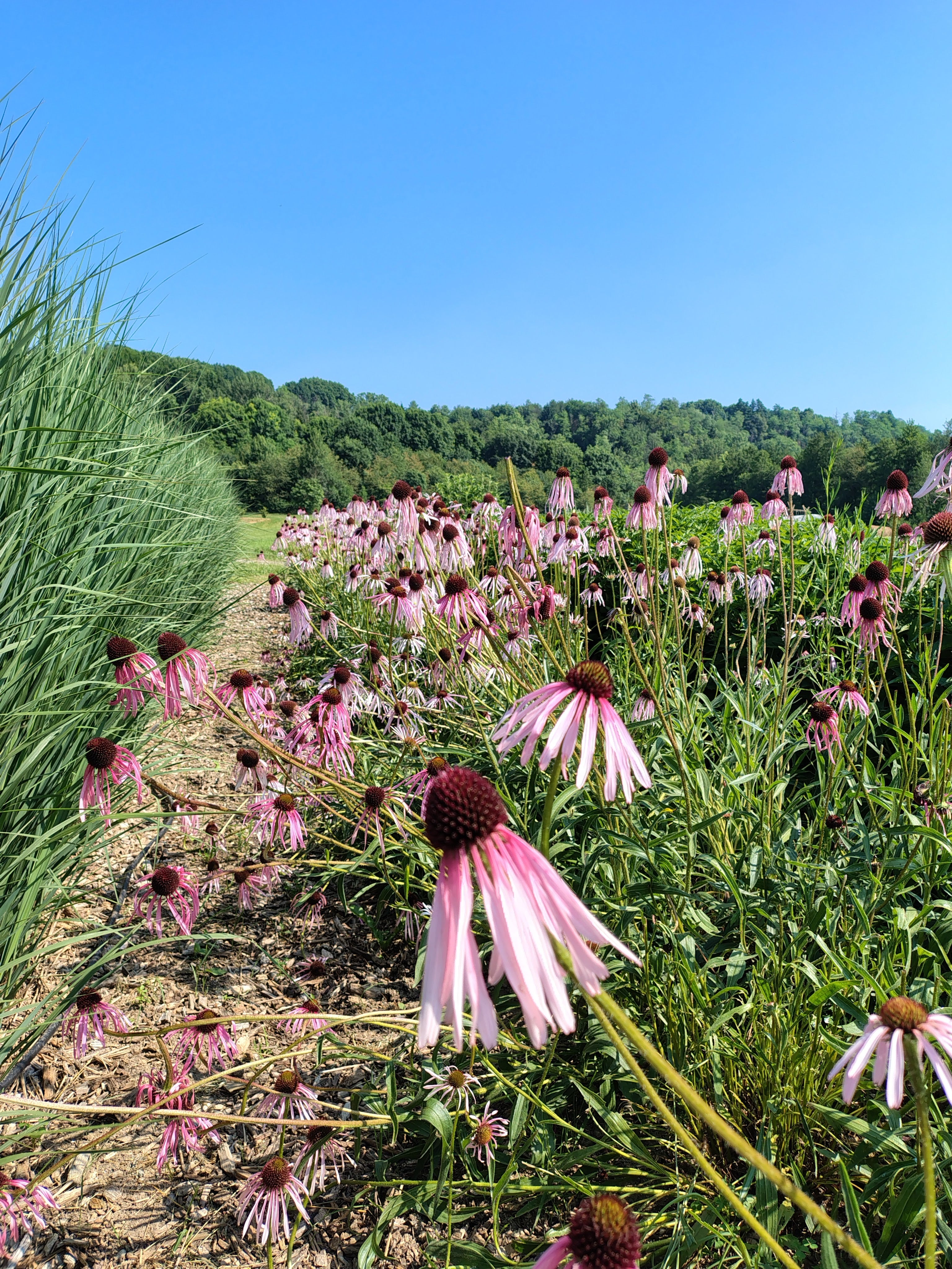 Corso base: erbe aromatiche e officinali
