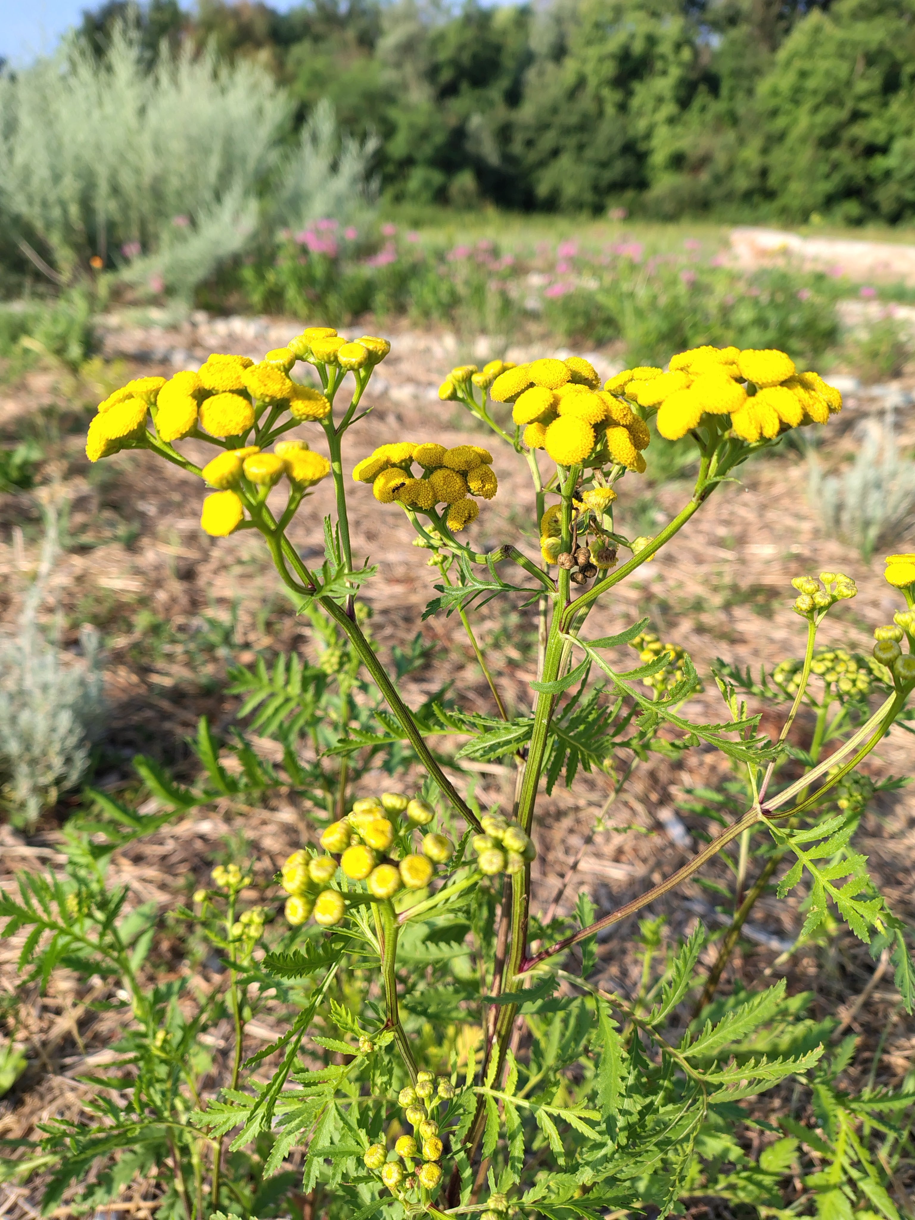 Corso base: erbe aromatiche e officinali