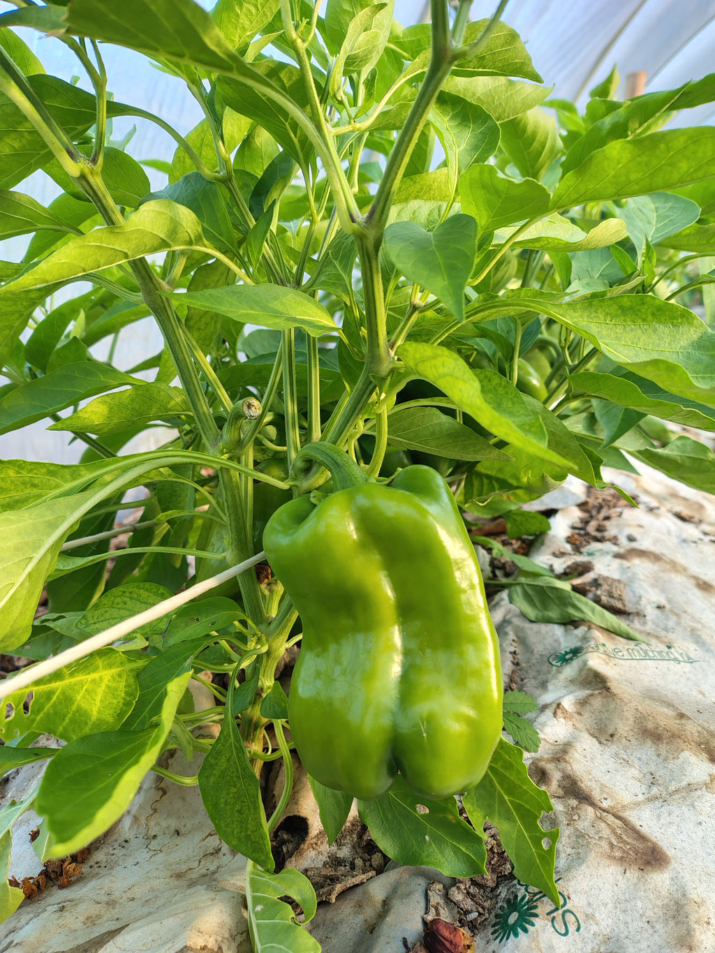 Corso orto: dal seme alla raccolta