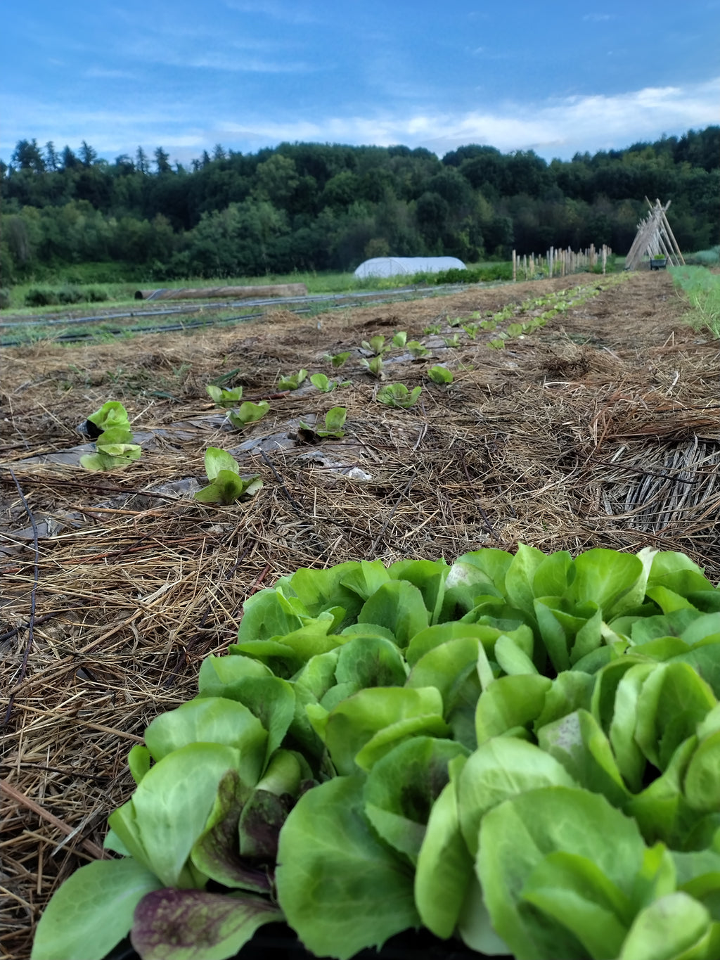 Corso orto: dal seme alla raccolta