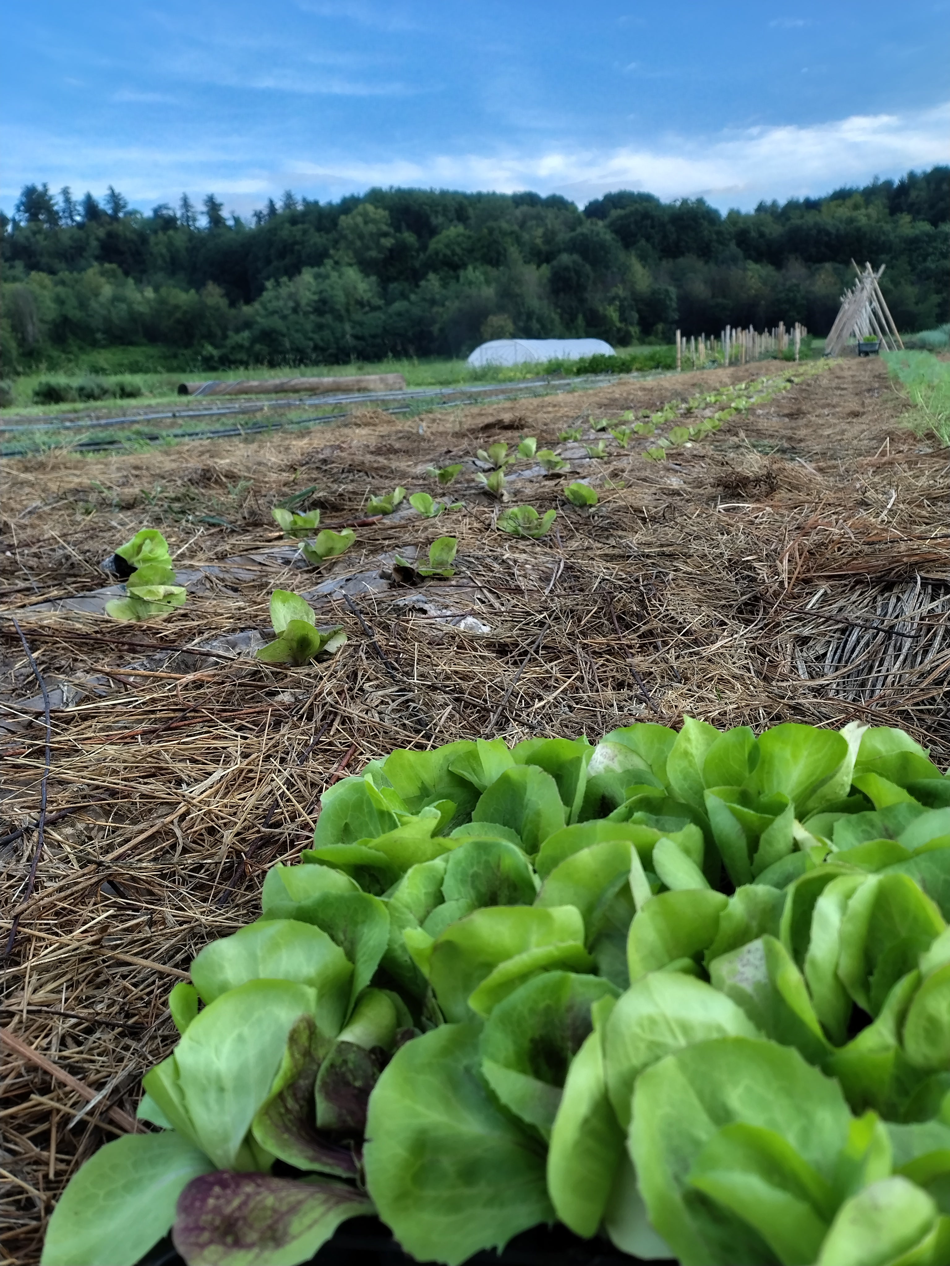 Corso orto: dal seme alla raccolta