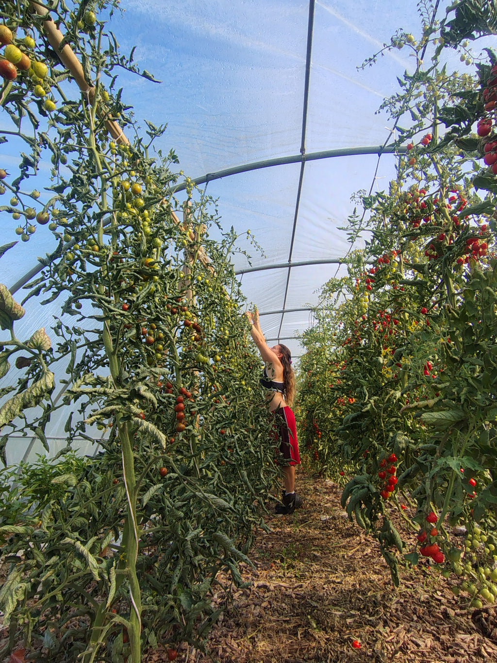 Corso orto: dal seme alla raccolta