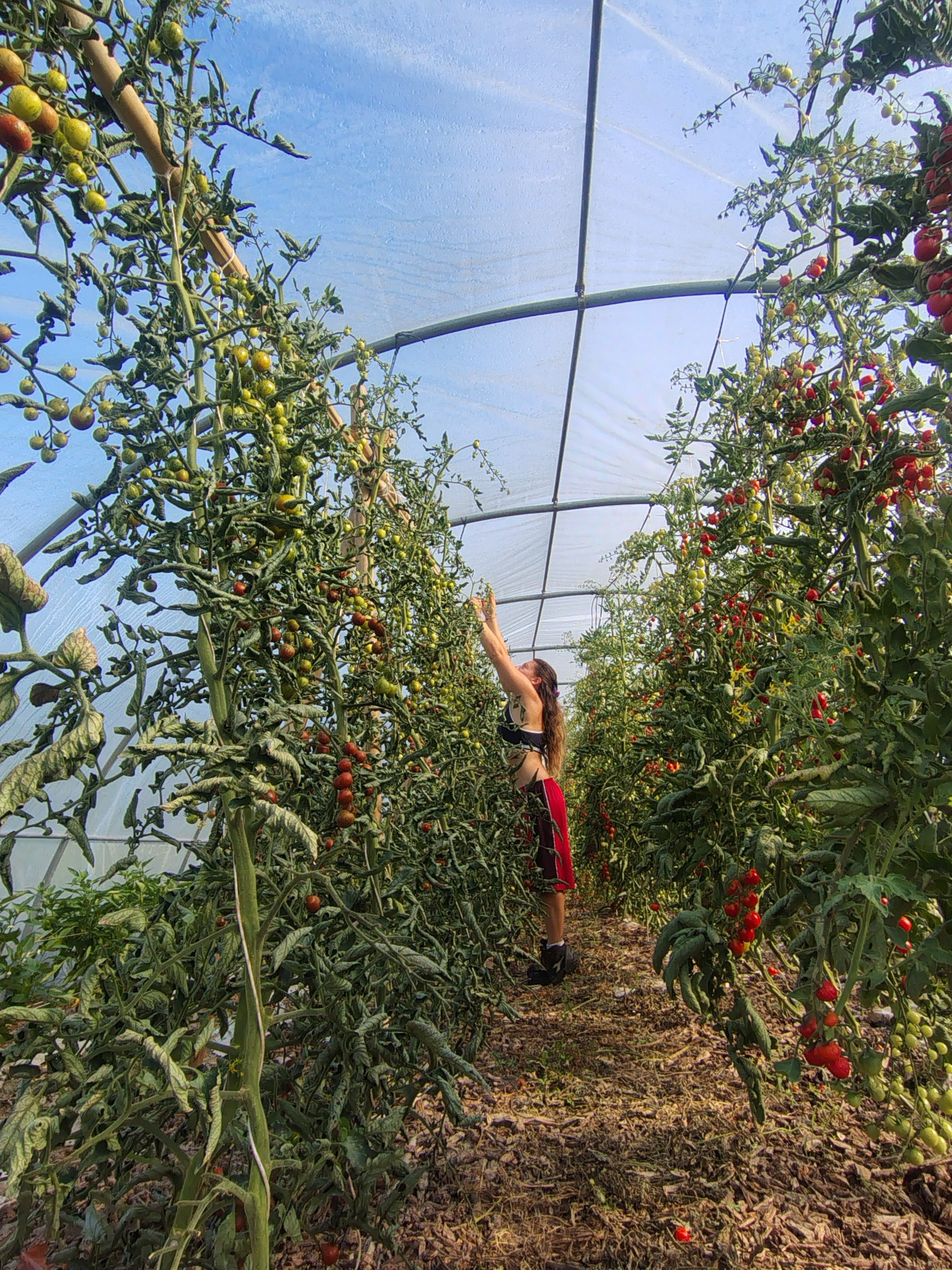 Corso orto: dal seme alla raccolta