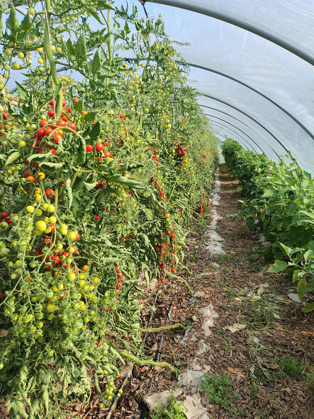 Corso orto: dal seme alla raccolta