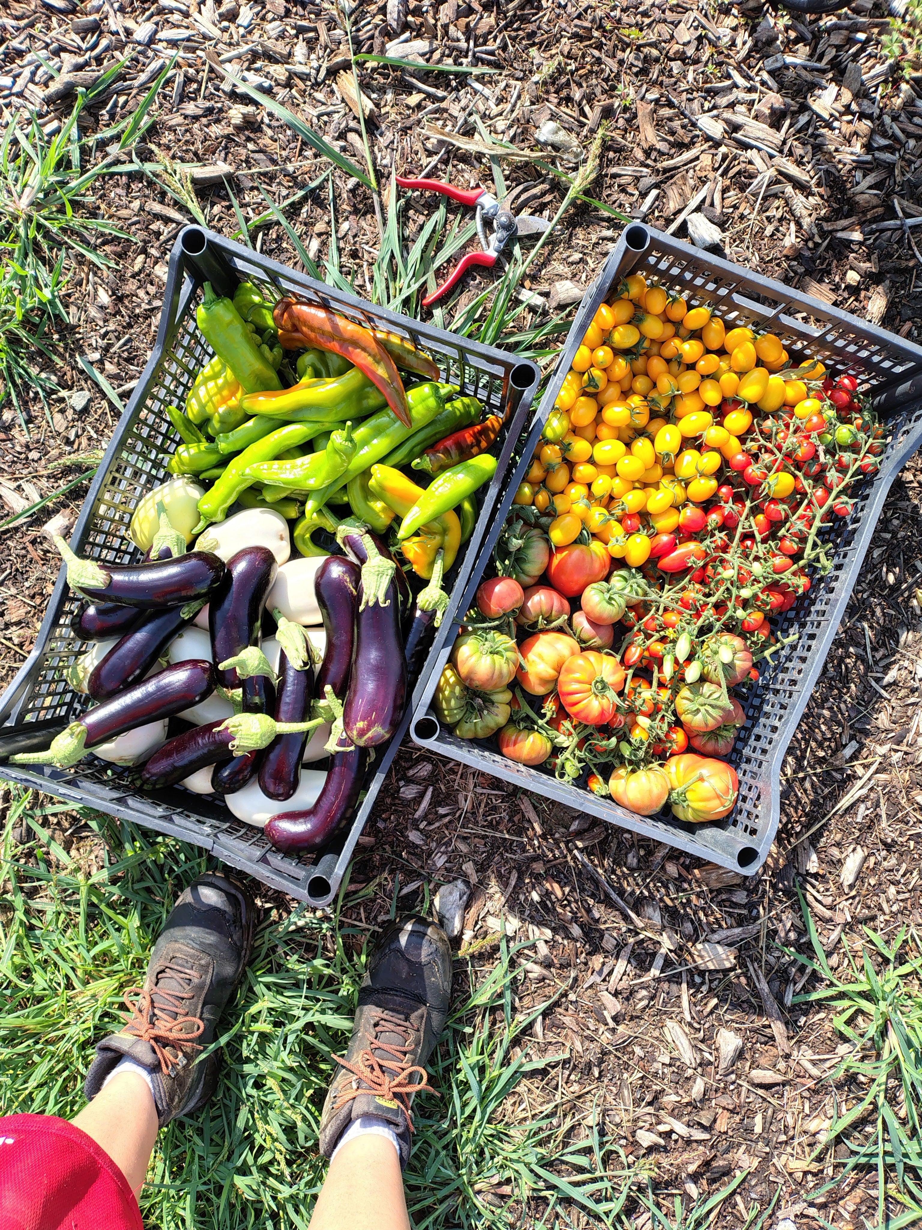 Corso orto: dal seme alla raccolta