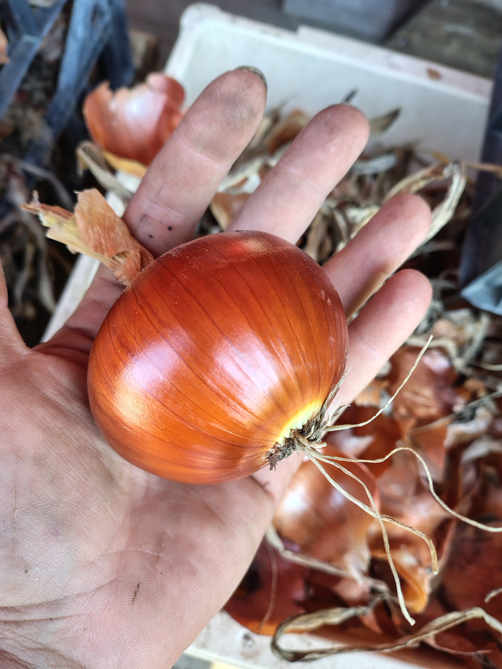 Corso orto: dal seme alla raccolta