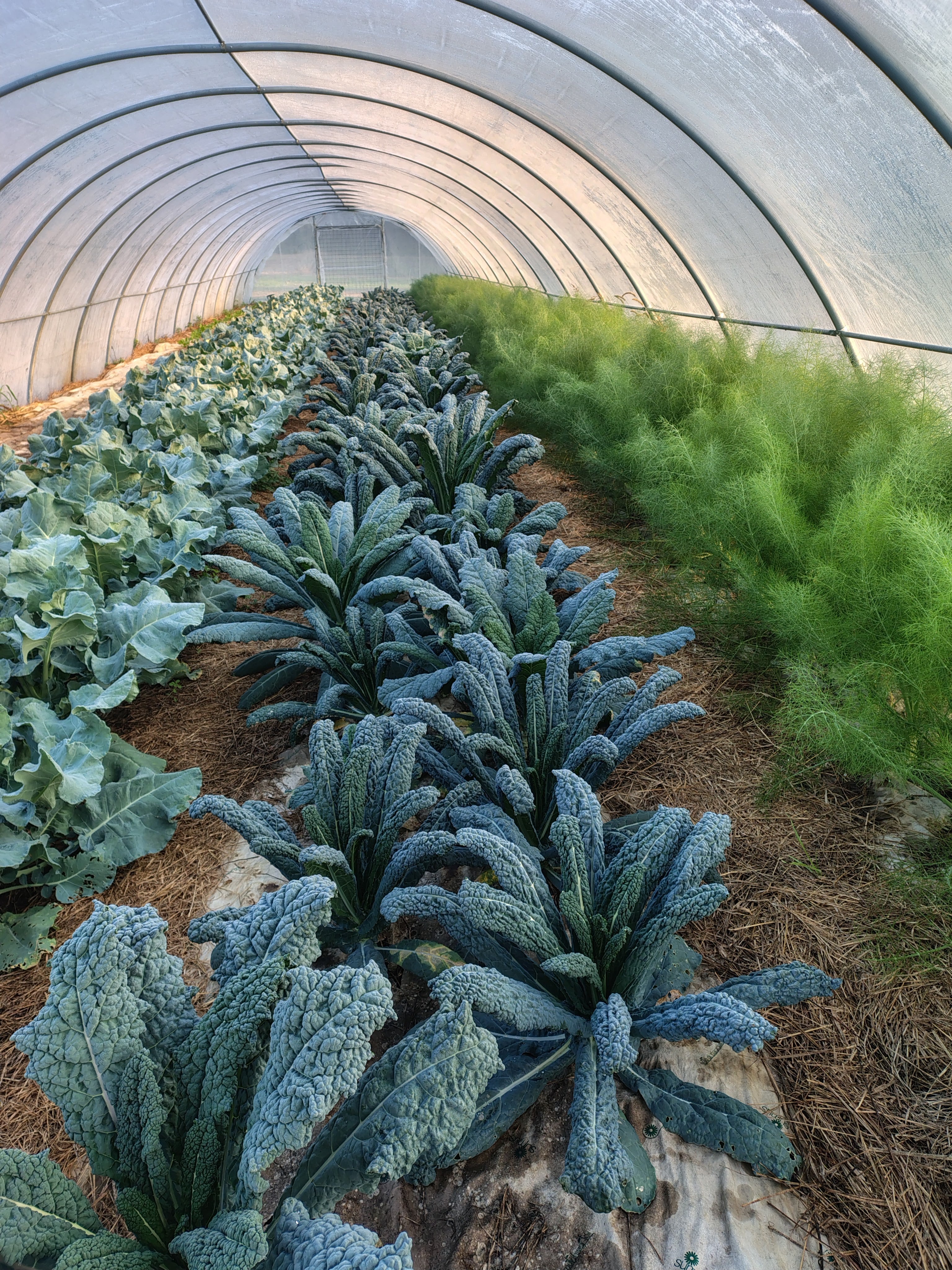 Corso orto: dal seme alla raccolta
