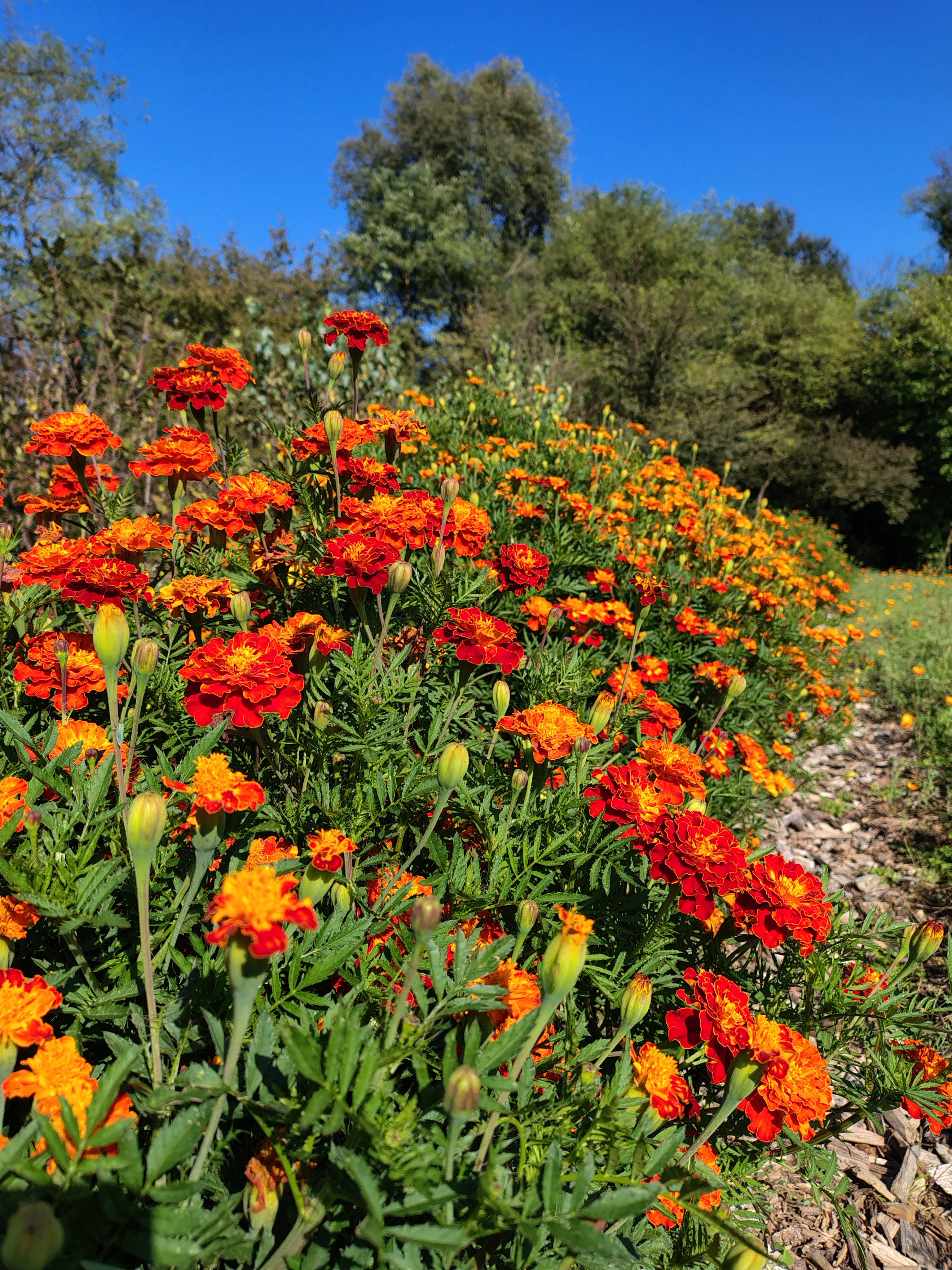 Corso orto: dal seme alla raccolta