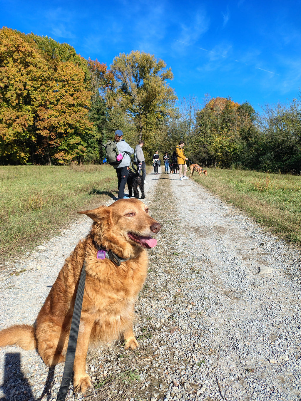 Passeggiata cinofila