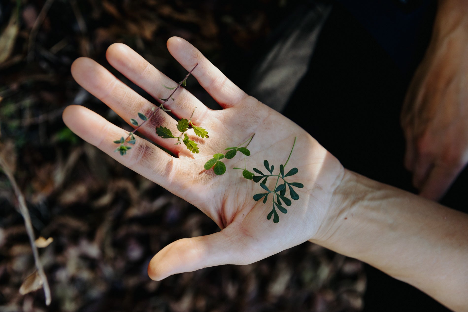 Corso introduttivo al foraging