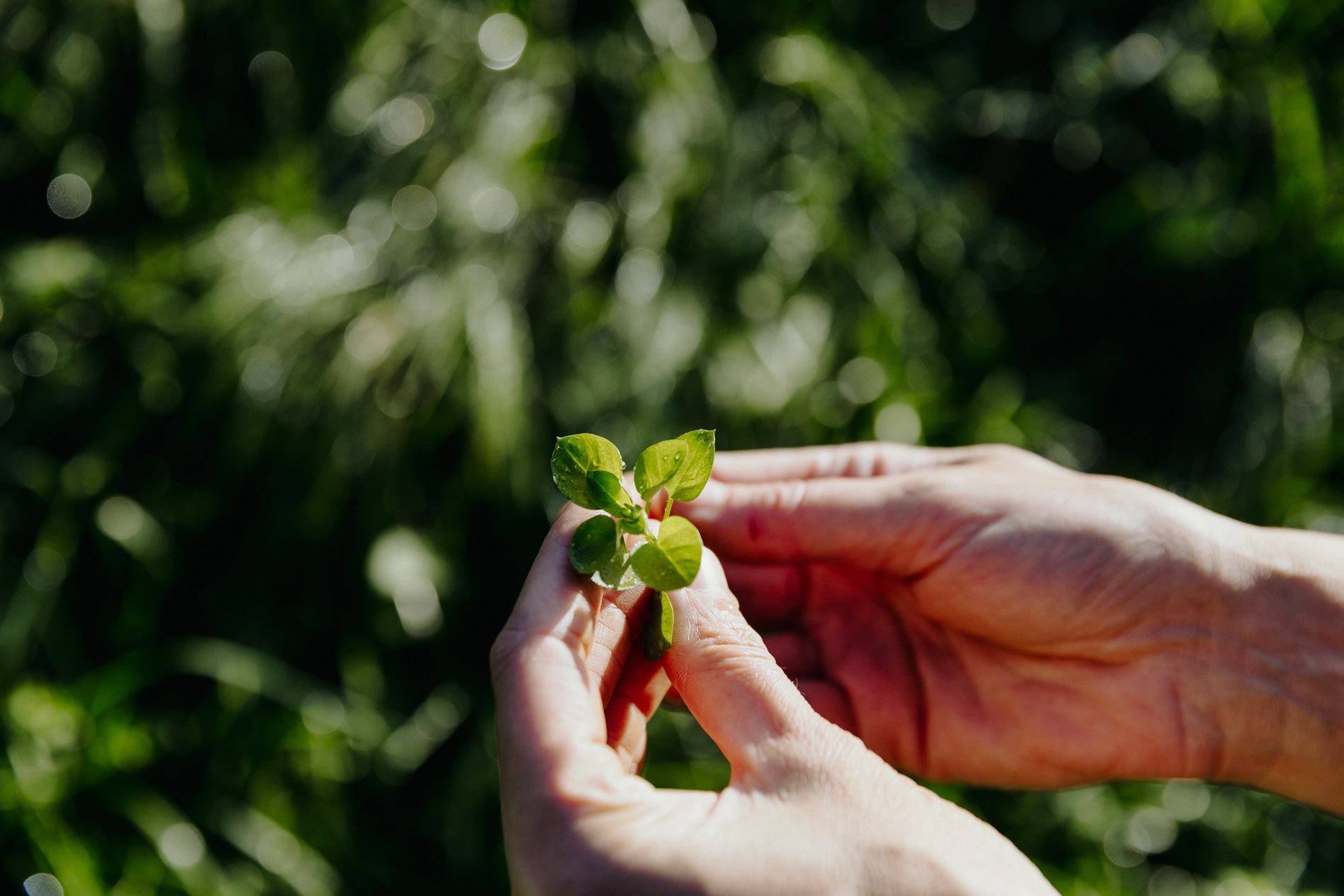 Corso introduttivo al foraging