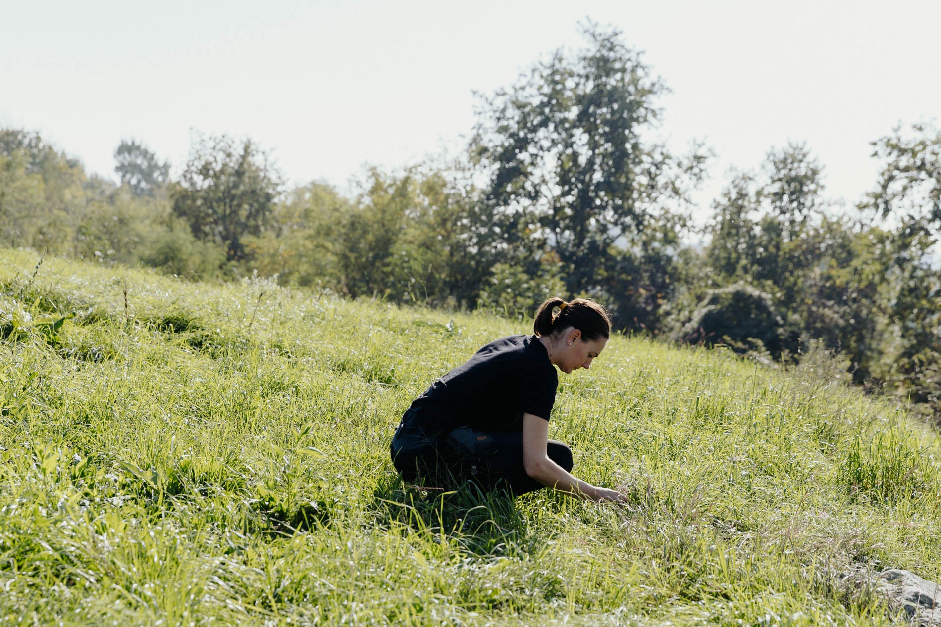 Corso introduttivo al foraging