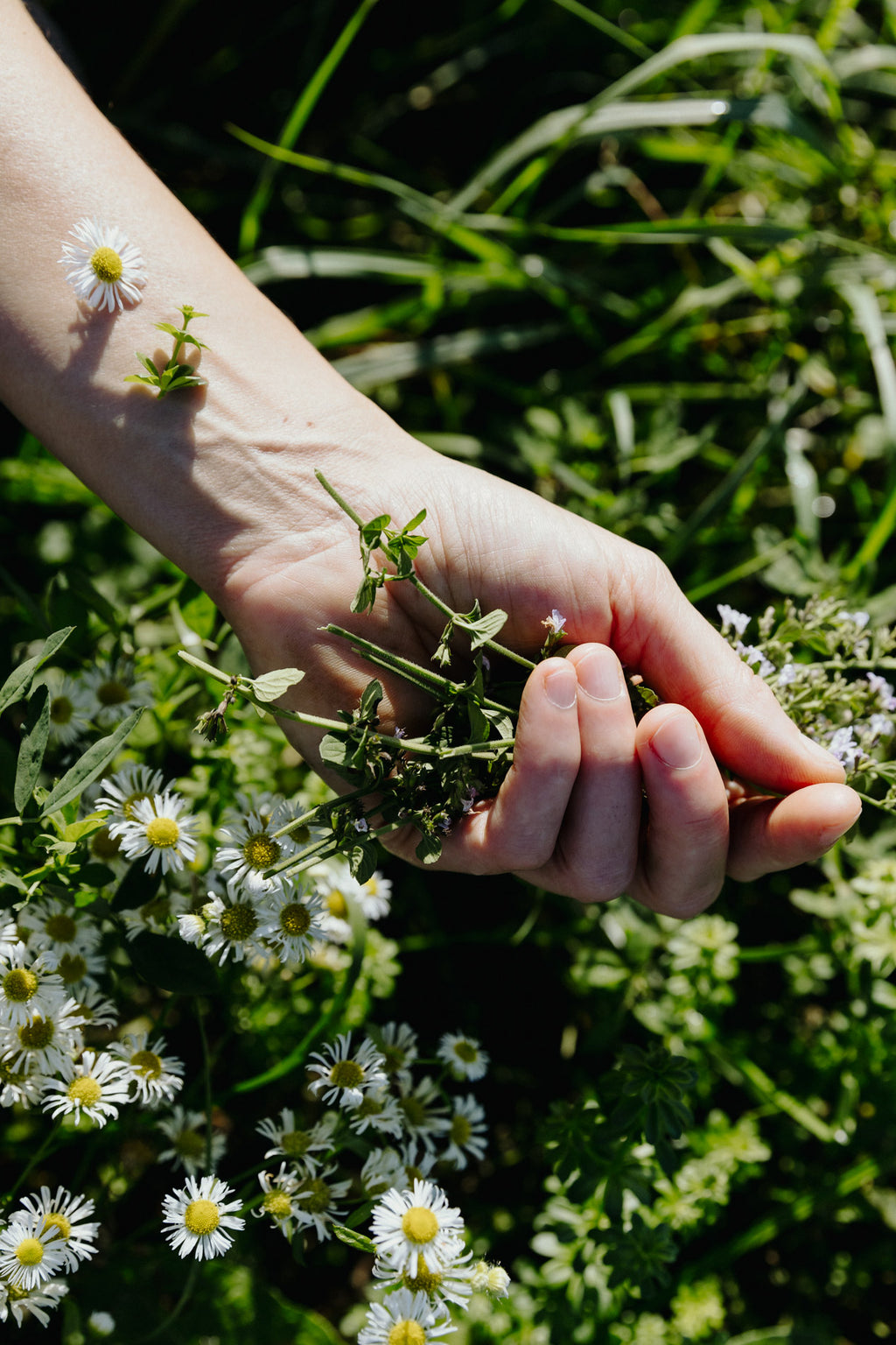 Corso introduttivo al foraging
